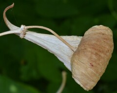 Funastrum cynanchoides