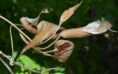 Funastrum cynanchoides