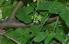 Funastrum cynanchoides