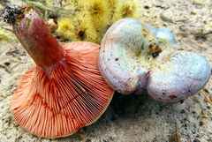 Lactarius chelidonium