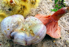 Lactarius chelidonium