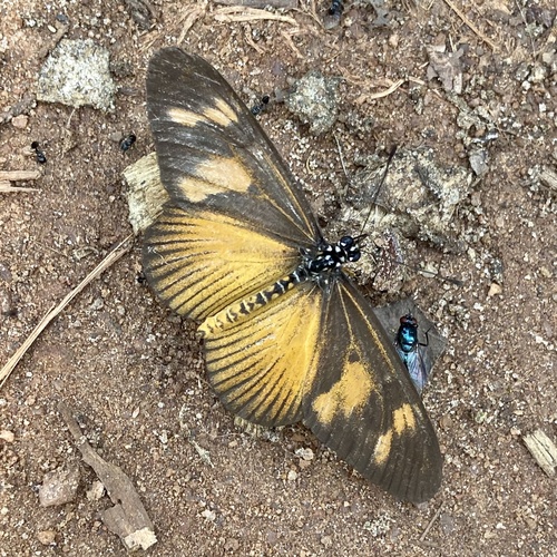 Lycoa Acraea