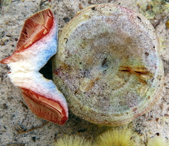 Lactarius chelidonium