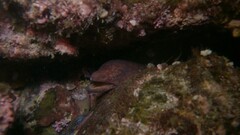 Uropterygius versutus