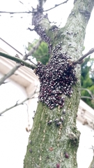 Oxycarenus lavaterae