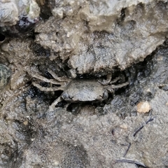 Hemigrapsus takanoi