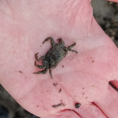 Hemigrapsus takanoi