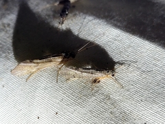 Hydrobiosidae