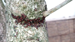 Oxycarenus lavaterae