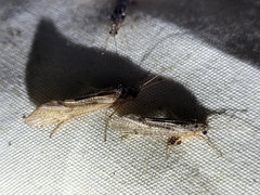 Hydrobiosidae