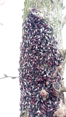 Oxycarenus lavaterae