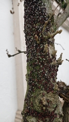 Oxycarenus lavaterae