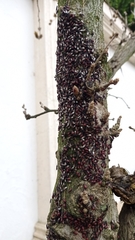 Oxycarenus lavaterae