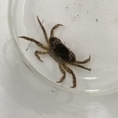 Hemigrapsus takanoi