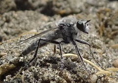 Graptostylus dolosus
