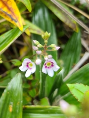 Veronica lanceolata