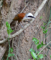 Garrulax leucolophus