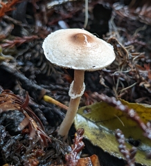 Lepiota castaneidisca