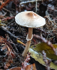 Lepiota castaneidisca