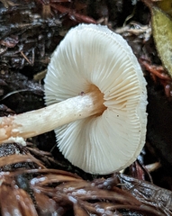 Lepiota castaneidisca