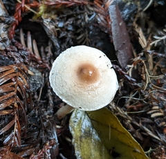 Lepiota castaneidisca