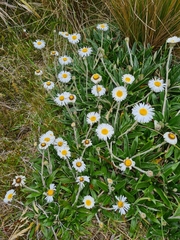 Celmisia spectabilis spectabilis