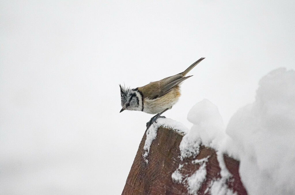 Mésange huppée