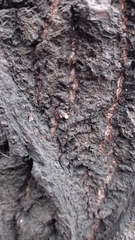 Oxycarenus lavaterae