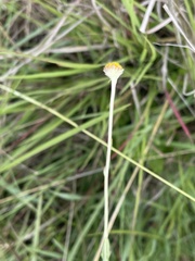 Schistostephium griseum