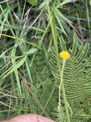 Schistostephium griseum