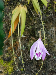 Pleione praecox