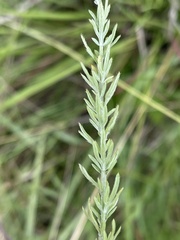 Schistostephium griseum