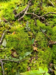 Adenochilus gracilis