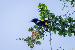 Cassiculus melanicterus