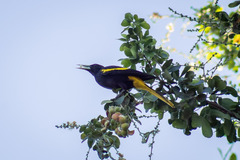 Cassiculus melanicterus