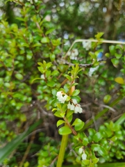 Gaultheria antipoda