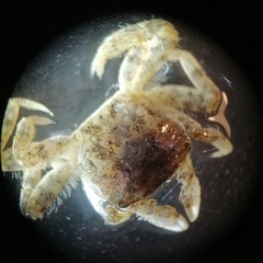 Hemigrapsus takanoi