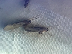 Hydrobiosidae