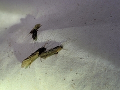 Hydrobiosidae
