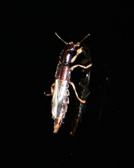 Pinophilus