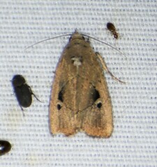 Elaphria nucicolora