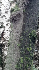 Oxycarenus lavaterae