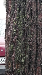 Oxycarenus lavaterae