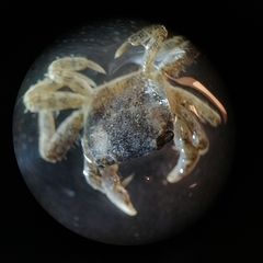 Hemigrapsus takanoi