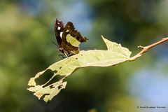 Polyura bharata