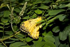 Pseudaphelia apollinaris