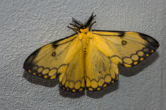 Pseudaphelia apollinaris