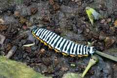 Pseudaphelia apollinaris