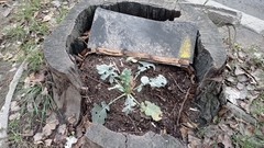 Brassica napus