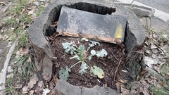 Brassica napus